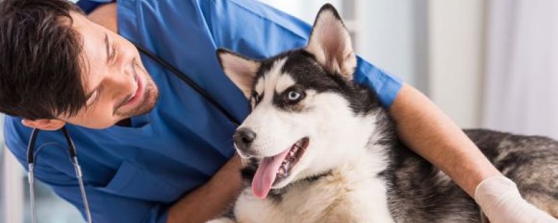 animal management